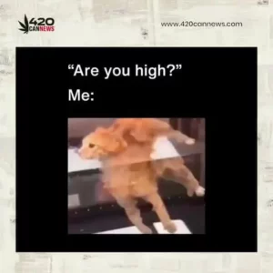 Are you high