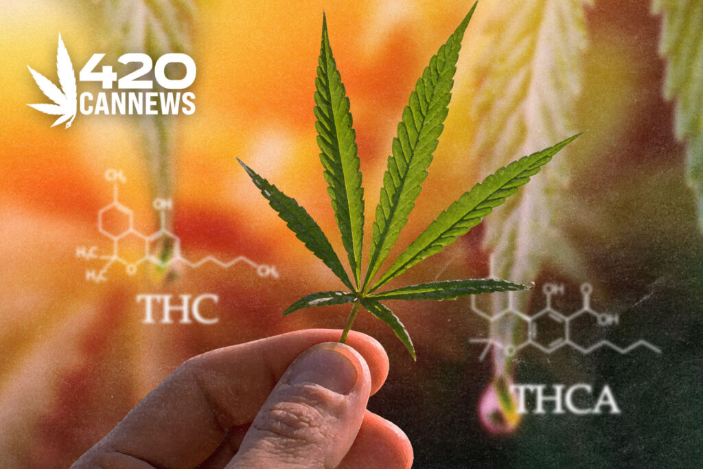 THCA vs THC - Marijuana leaf