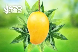 Mangoes and Cannabinoids