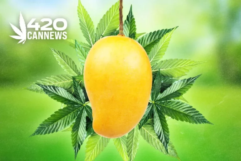The Truth Behind Mangoes and Cannabinoids