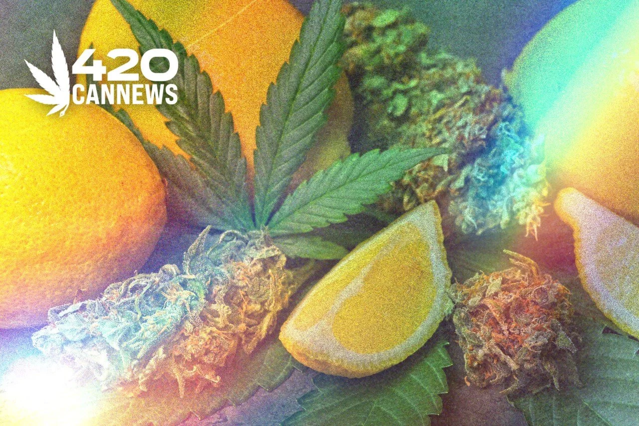 What Are Cannabis-Derived Terpenes? | 420CanNews